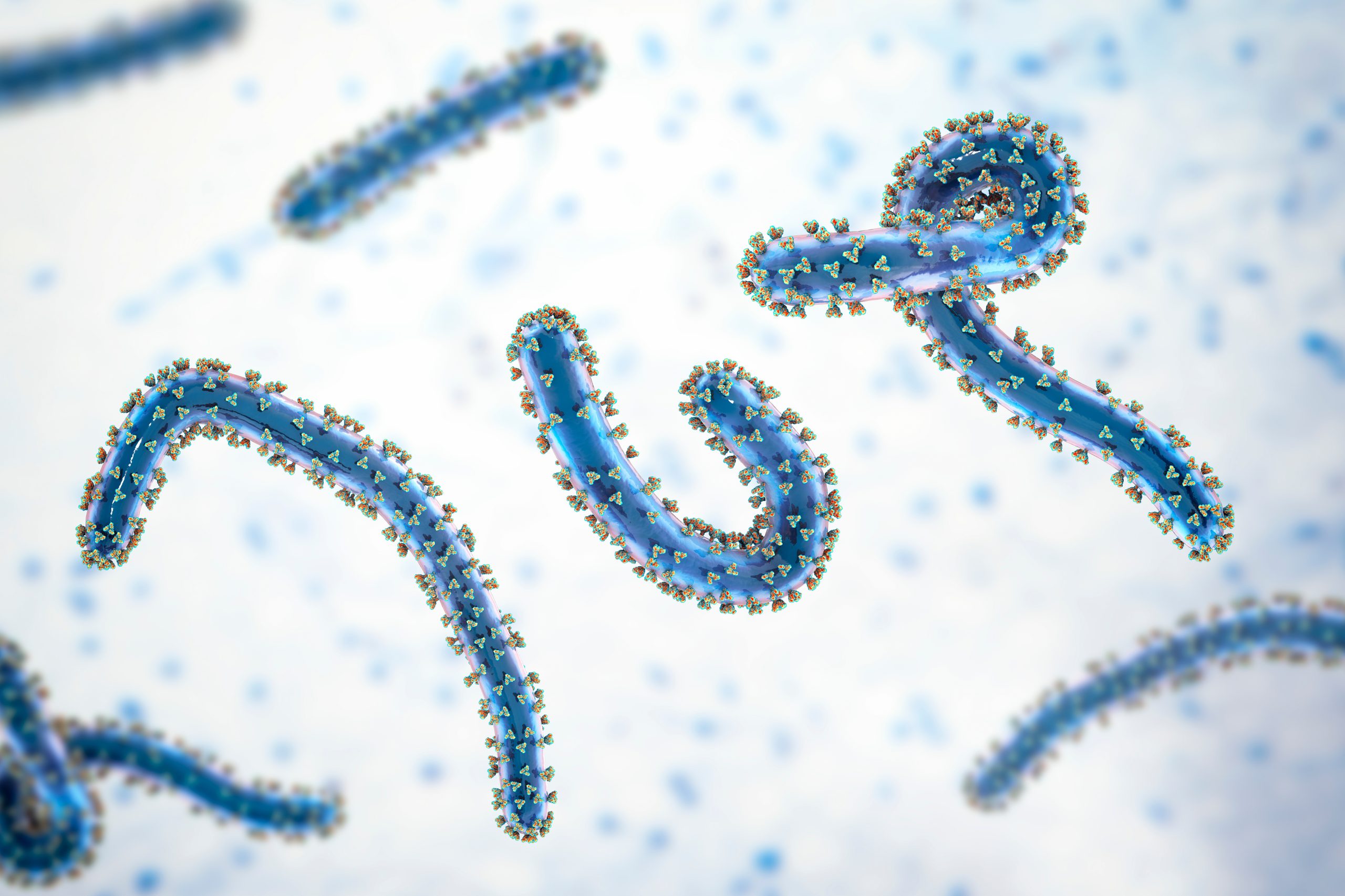 Genomic and transmission dynamics of the2024 Marburg Virus Outbreak in Rwanda