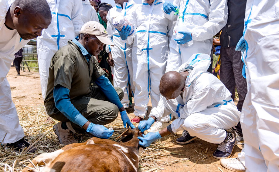Boosting Rwanda’s Health Security: Training Animal Health Workers to Detect and Prevent Outbreaks.