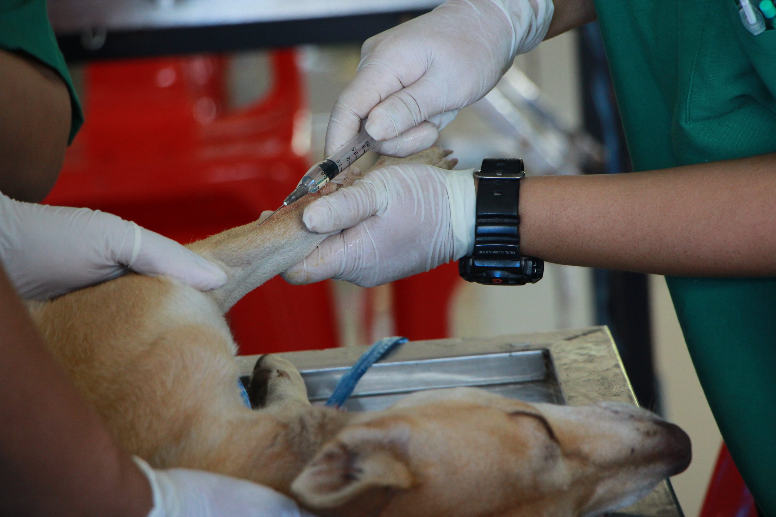 World Rabies Day